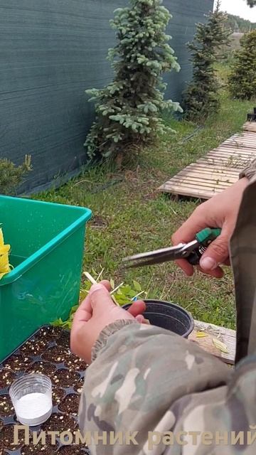 Зелёное черенкование спиреи#черенкование #спирея #теплица #растения #сад