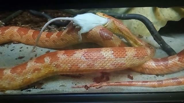 VLOG Кормим Шнурочка.