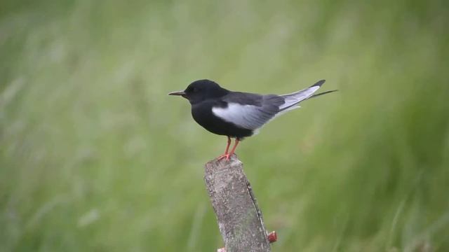 White-winged Tern in Hungary