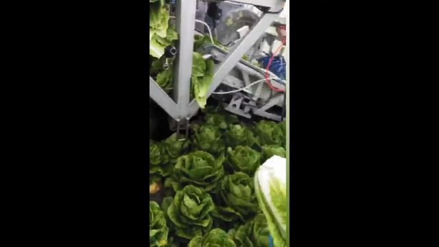 Baby Romaine