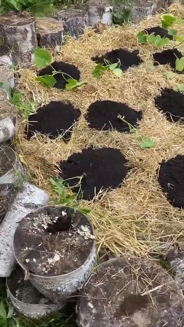 #тыква Посадила простые тыквы. Грядки из бревен, органические. #pumpkin
