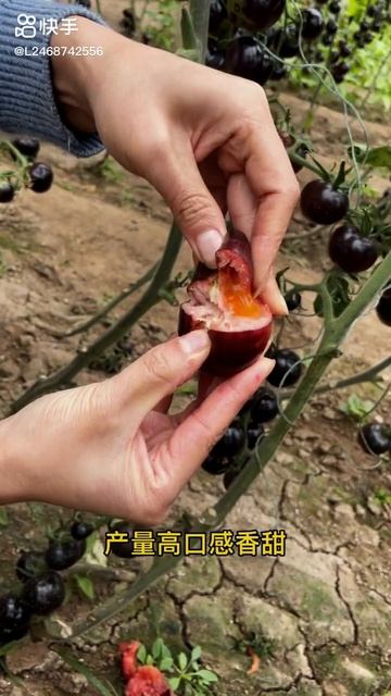 Rare #tomato breed, black tomato seeds.#sustainability #agriculture #vegetable#seeds