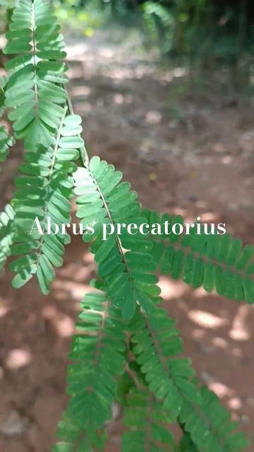 Abrus precatorius, a climber having medicinal values. #odisha #forest #mayurbhanj #conservation