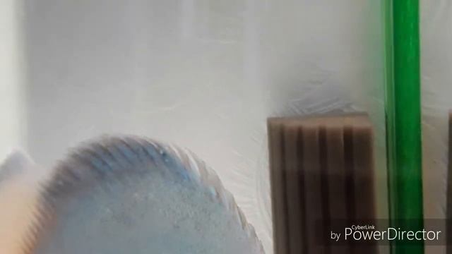 Дискусы заботливые родители часть - 1.