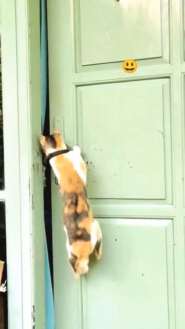 Закрытая дверь не преграда😁