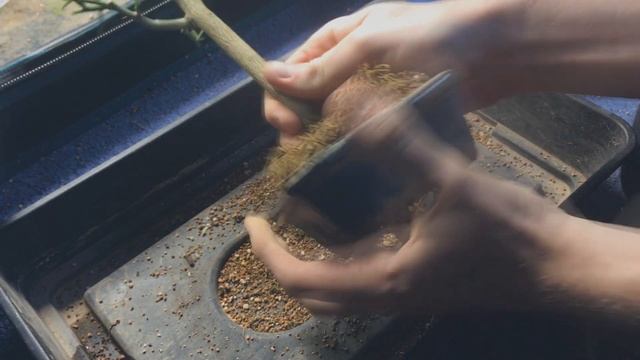 Lemon Bonsai, from seed. 4