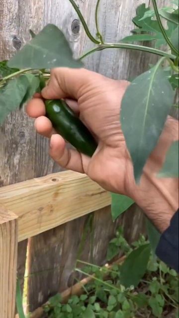 That Jalapeño By The Fence