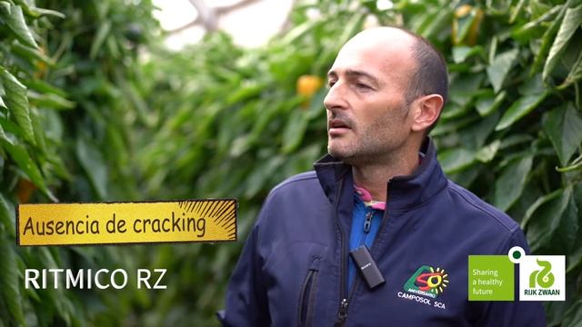 Ritmico RZ - Pimiento California amarillo - Calibre, sanidad vegetal y calidad de fruta