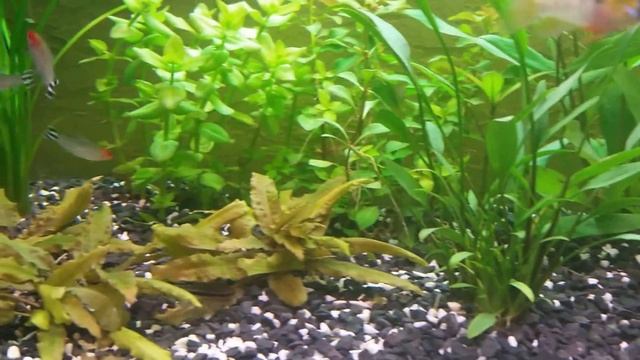 5. Akwarium 112l - cryptocoryne nevillii, liście dębu