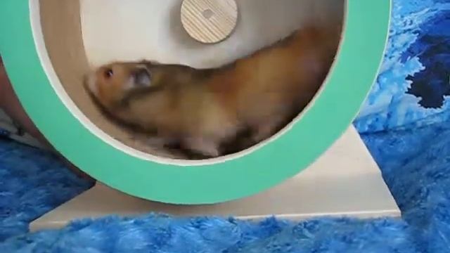 Флаффи Флауэ Фейерверк (26-05-18)