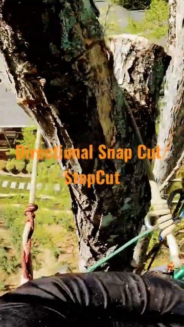 Crispy Red Maple Removal #arboriculture #treeclimbing #arblife #arboristlife #treelife