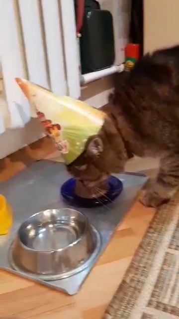 Умнейший котопёс Барсик. День рождения.mp4
