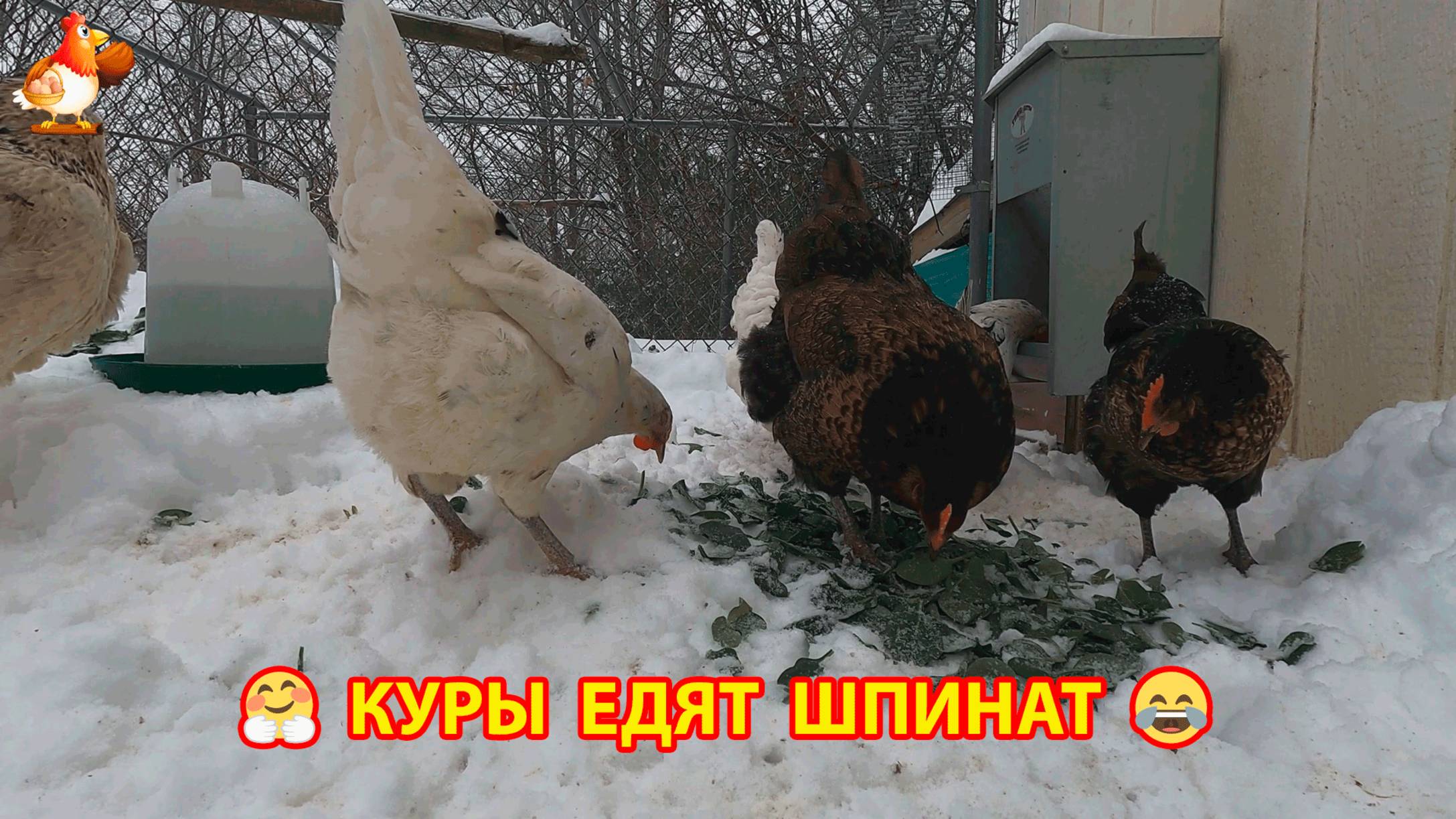 Куры зимой едят свежий шпинат на снегу 🥬❄️🐓