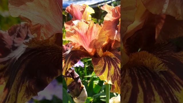 ирис INFERNAL FIRE EM/81 (Richardson' 1994)