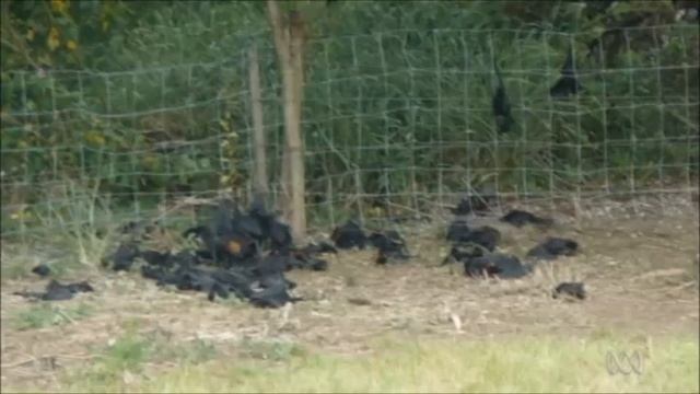 megabats dead after heatwave Queensland 04012014
