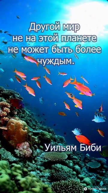 Удивительный подводный мир