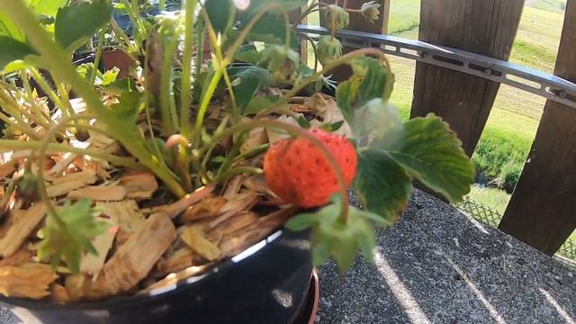 Strawberry Toscana