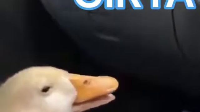 [Нетипичная Махачкала] #GIRYA 😂😂