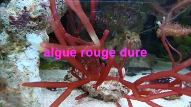 algues
