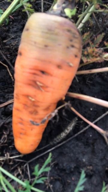 РАЗ МОРКОВКА ДВА МОРКОВКА