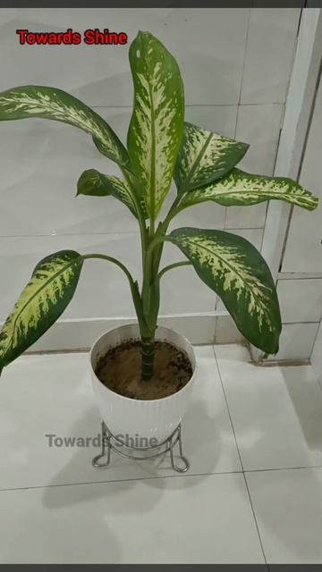 Dieffenbachia / Dumb Cane Care, Tips and Benefits #plant  #shorts #garden #shortvideo #indoorplants