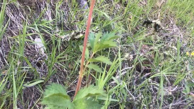 Noxious or Native? Cinquefoils (Potentilla species)