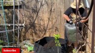 How To Grow Meyer Lemon Tree In A Container