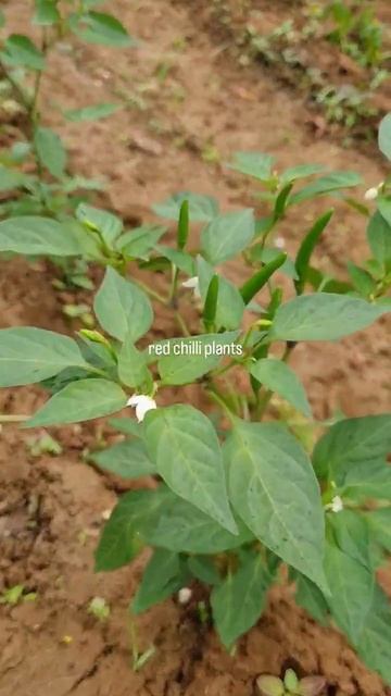 Chili plants at WDC Farm