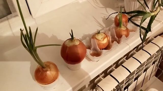 Выращиваю зелень на подоконнике