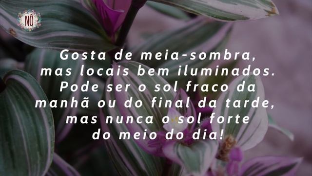 Como Cultivar Lambari-Rosa | Nô Figueiredo