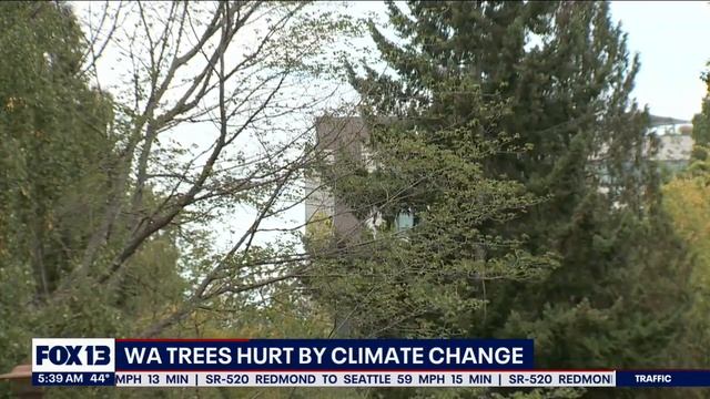Washington trees hurt by climate change