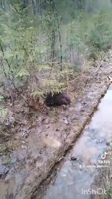 БОЕВОЙ БОБЁР . #природа #собака #nature #hunting
