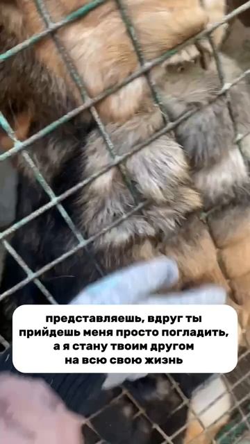 Приезжайте в приют🙏