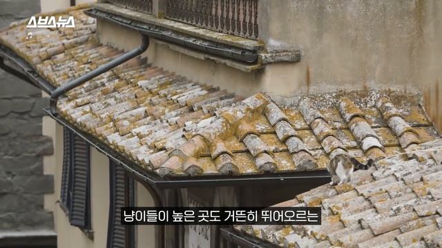 고양이라면 다 있다...? 우리집 냥이 ‘이것’의 실체 / 스브스뉴스