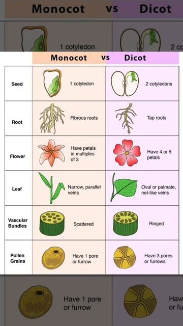different monocot and dicoat root#shorts