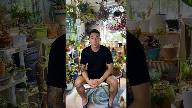 Rare Housplant Haul | Stuck in Customs | Best Plant Booster