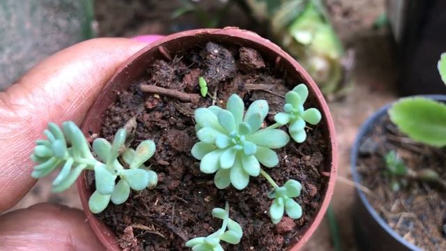 Meus recebidos Cactos e suculentas
