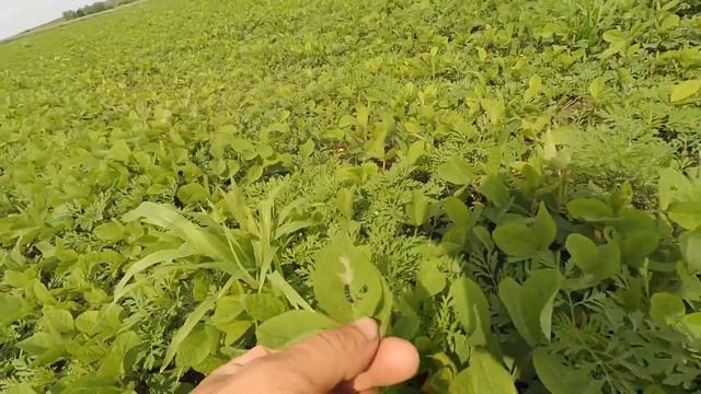 огляд сої гусінь атакує