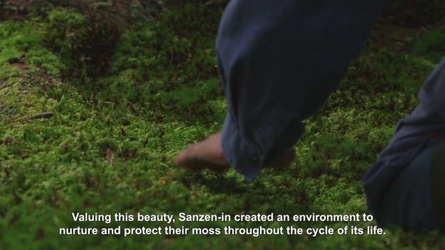The Beauty of Moss