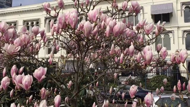 Rotterdamse Magnolia’s worden weer aangeplant in de stad jonge bloemblaadjes smaken heerlijk. #vlog