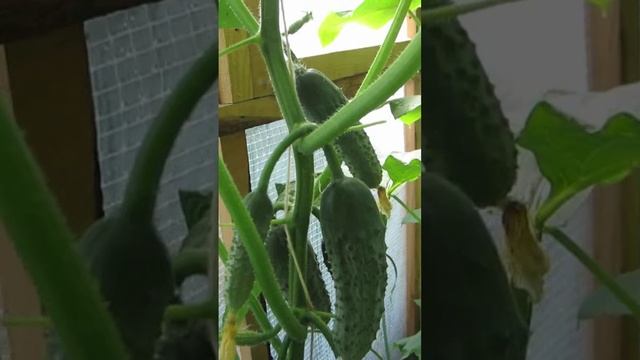 ОГУРЦЫ КУРАЖ 🥒🪣🌿💯❤️...