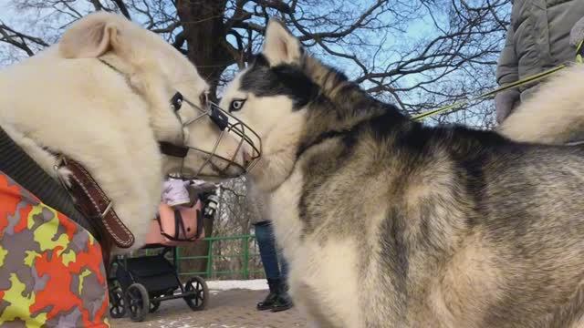 Прогулка в парке Коломенский
