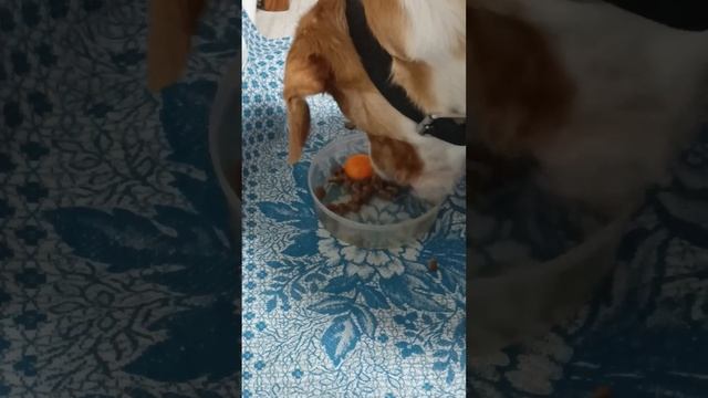 ЕСТ ЯЙЦО