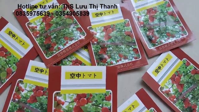 Hạt giống Cà chua leo giàn Nhật Cà chua Bạch tuộc 0354305839-0835975639