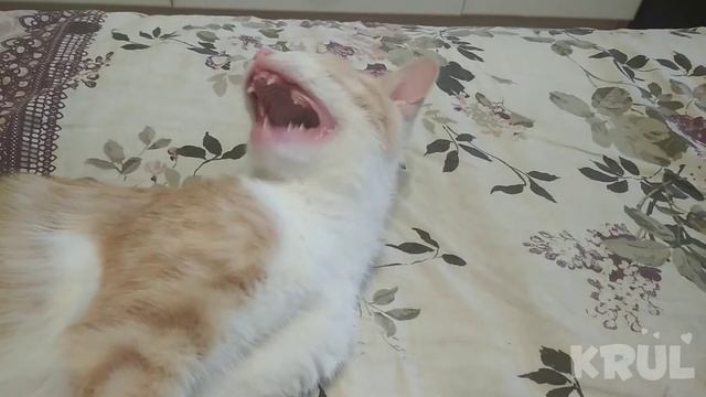 Как тигр делает ?🐅