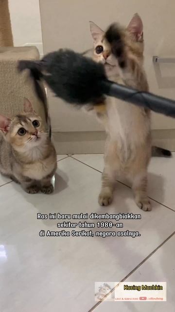 Muchin, salah satu Ras kucing terkecil di dunia #shorts #shortvideo #short