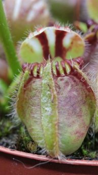 Cephalotus pitcher gets red color -timelapse- Zeitraffer Zwergkrug Färbung #shorts