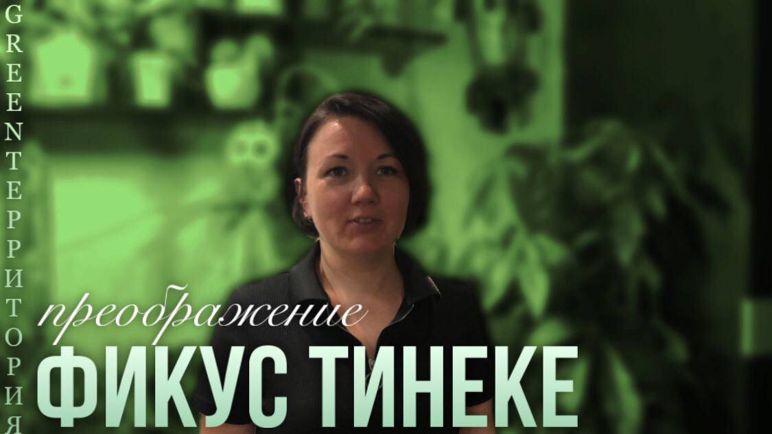 ФИКУС ТИНЕКЕ - преображение!
