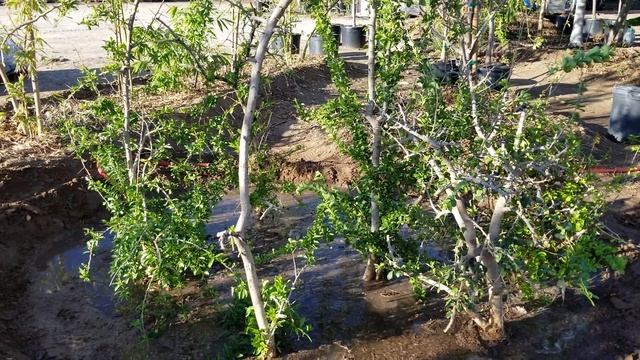 Planting a Kei Apple mini orchard