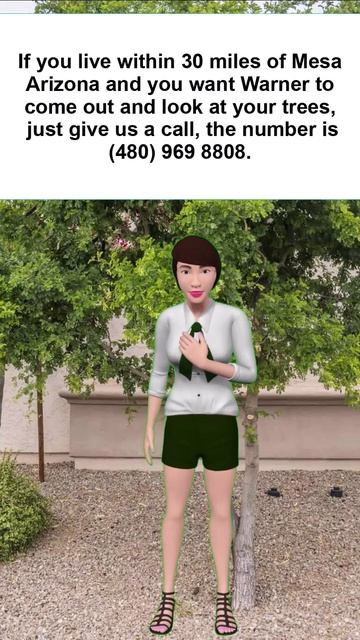 Texas Ebony Diseases Mesa, AZ  Warners Tree Surgery #mesatreediseaseexperts #warnerstreesurgery.com